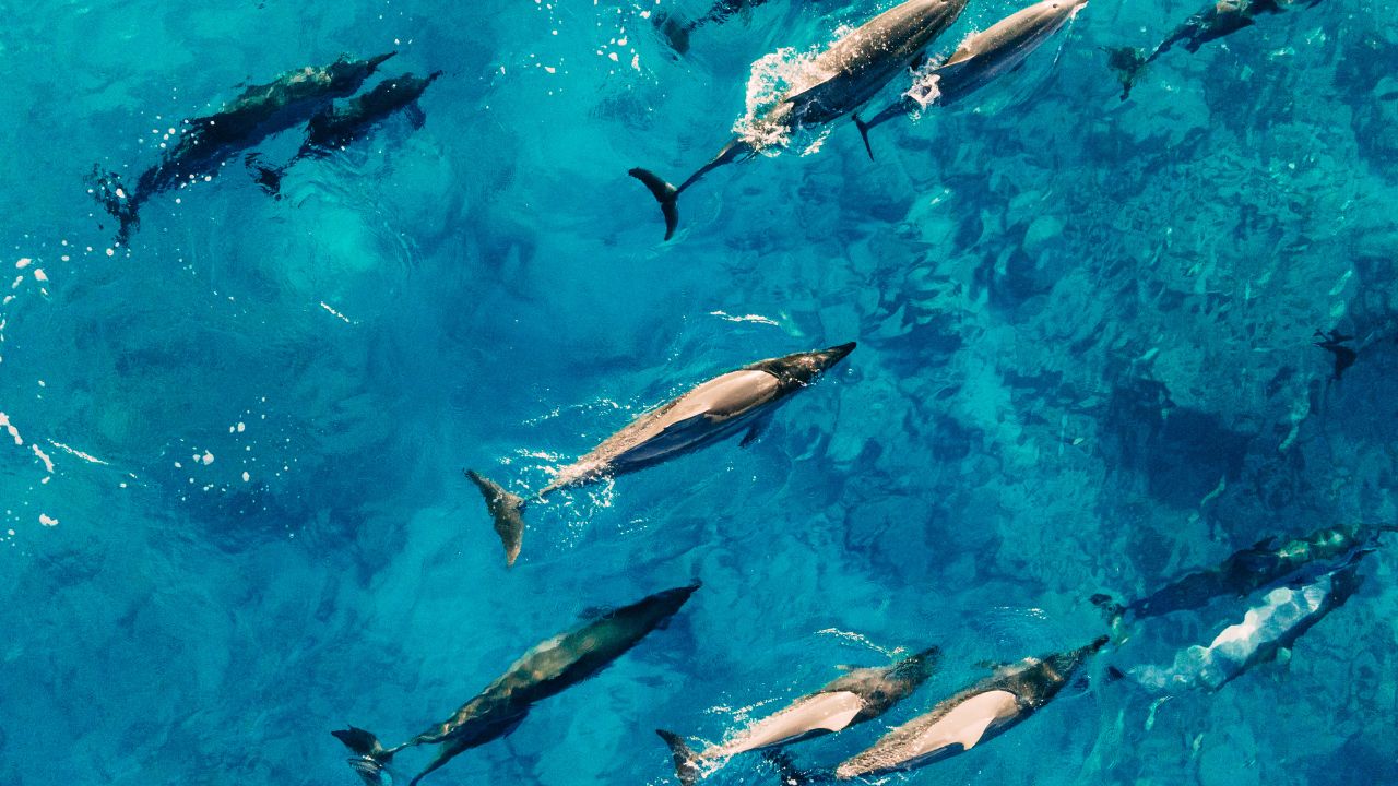 Aerial shot of dolphins swimming